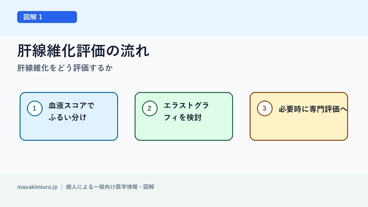 肝線維化をどう評価するかの図解1: 肝線維化評価の流れ