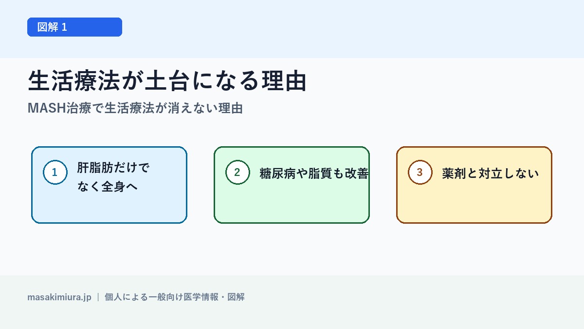 MASH治療で生活療法が消えない理由の図解1: 生活療法が土台になる理由