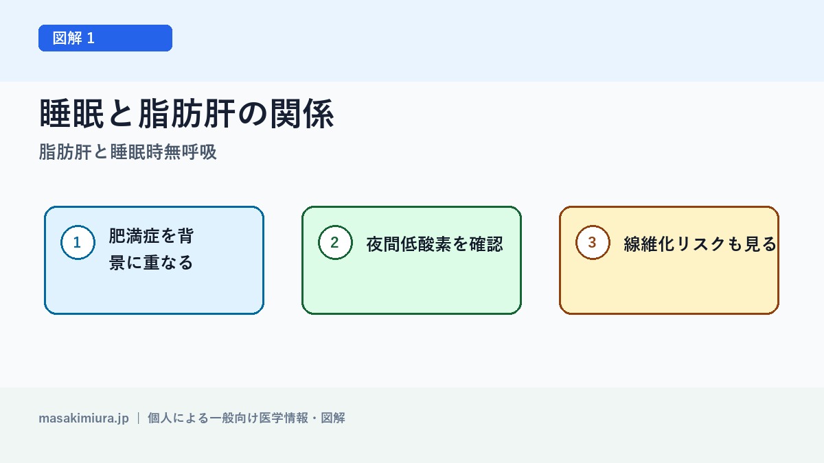 脂肪肝と睡眠時無呼吸の図解1: 睡眠と脂肪肝の関係