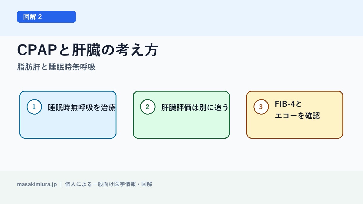 脂肪肝と睡眠時無呼吸の図解2: CPAPと肝臓の考え方