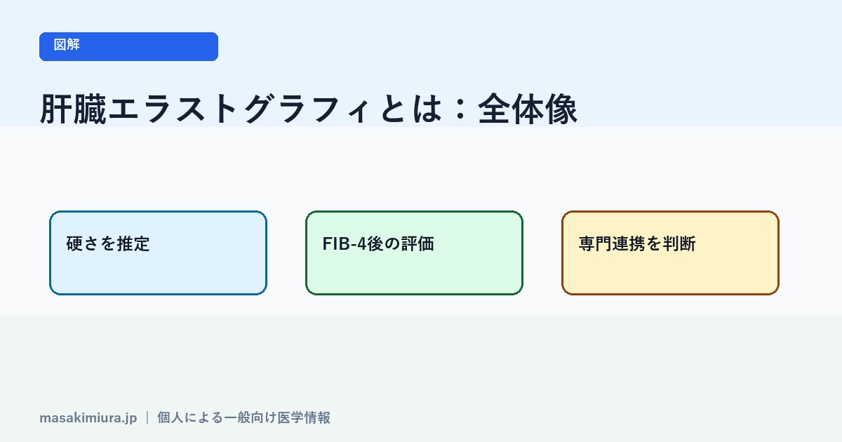 肝臓エラストグラフィとはの図解1