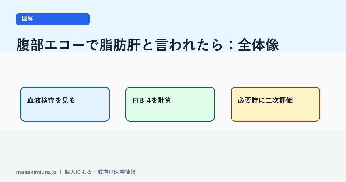 腹部エコーで脂肪肝と言われたらの図解1